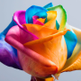 icon Rainbow Roses Live Wallpaper(Happy Roses Live Wallpaper)