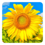 icon Golden Sunflower Live Wallpaper(LWP Golden Girasole)